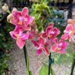 Phalaenopsis Bowdion ''Pelórica'' - COLEÇÃO