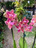 Phalaenopsis Bowdion ''Pelórica'' - COLEÇÃO