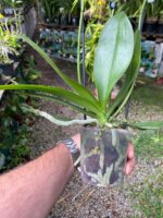 Phalaenopsis Bowdion ''Pelórica'' - COLEÇÃO - Imagem 6