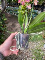 Phalaenopsis Bowdion ''Pelórica'' - COLEÇÃO - Imagem 4