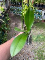 Phalaenopsis Bowdion ''Pelórica'' - COLEÇÃO - Imagem 5