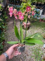 Phalaenopsis Bowdion ''Pelórica'' - COLEÇÃO - Imagem 2