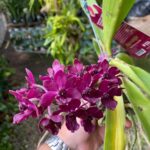 Vanda Rhynchostylis Gigantea Var. Red - PERFUMADA