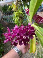 Vanda Rhynchostylis Gigantea Var. Red - PERFUMADA