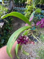 Vanda Rhynchostylis Gigantea Var. Red - PERFUMADA - Imagem 8