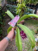 Vanda Rhynchostylis Gigantea Var. Red - PERFUMADA - Imagem 7