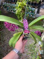 Vanda Rhynchostylis Gigantea Var. Red - PERFUMADA - Imagem 6