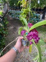 Vanda Rhynchostylis Gigantea Var. Red - PERFUMADA - Imagem 4