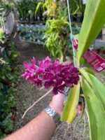 Vanda Rhynchostylis Gigantea Var. Red - PERFUMADA - Imagem 5