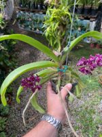 Vanda Rhynchostylis Gigantea Var. Red - PERFUMADA - Imagem 3