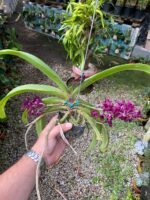 Vanda Rhynchostylis Gigantea Var. Red - PERFUMADA - Imagem 2