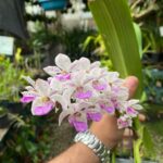 Vanda Rhynchostylis Gigantea ''Kra Spot'' - COM FLOR - PERFUMADA