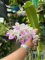 Vanda Rhynchostylis Gigantea ''Kra Spot'' - COM FLOR - PERFUMADA