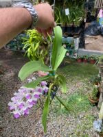 Vanda Rhynchostylis Gigantea ''Kra Spot'' - COM FLOR - PERFUMADA - Imagem 3