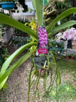 Vanda Rhynchostylis Gigantea ''Kra Spot'' - COM FLOR - PERFUMADA - Imagem 6