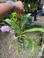 Vanda Rhynchostylis Gigantea ''Kra Spot'' - COM FLOR - PERFUMADA - Imagem 2