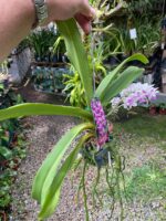 Vanda Rhynchostylis Gigantea ''Kra Spot'' - COM FLOR - PERFUMADA - Imagem 5