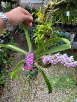 Vanda Rhynchostylis Gigantea ''Kra Spot'' - COM FLOR - PERFUMADA - Imagem 4