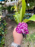 Vanda Rhynchostylis Gigantea ''Cartoon''  - PERFUMADA - Imagem 7