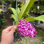 Vanda Rhynchostylis Gigantea ''Cartoon''  - PERFUMADA