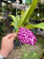 Vanda Rhynchostylis Gigantea ''Cartoon''  - PERFUMADA