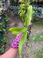 Vanda Rhynchostylis Gigantea ''Cartoon''  - PERFUMADA - Imagem 6