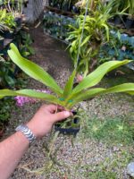 Vanda Rhynchostylis Gigantea ''Cartoon''  - PERFUMADA - Imagem 5