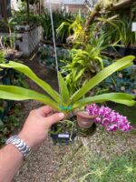 Vanda Rhynchostylis Gigantea ''Cartoon''  - PERFUMADA - Imagem 3