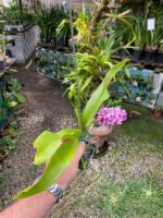 Vanda Rhynchostylis Gigantea ''Cartoon''  - PERFUMADA - Imagem 4