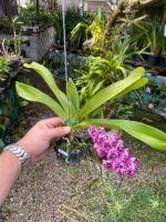 Vanda Rhynchostylis Gigantea ''Cartoon''  - PERFUMADA - Imagem 2