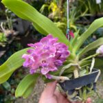 Vanda Rhynchostylis Gigantea ''Rose Pink'' - COM FLOR - PERFUMADA