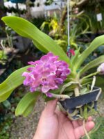 Vanda Rhynchostylis Gigantea ''Rose Pink'' - COM FLOR - PERFUMADA