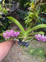 Vanda Rhynchostylis Gigantea ''Rose Pink'' - COM FLOR - PERFUMADA - Imagem 9