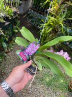 Vanda Rhynchostylis Gigantea ''Rose Pink'' - COM FLOR - PERFUMADA - Imagem 8