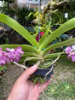 Vanda Rhynchostylis Gigantea ''Rose Pink'' - COM FLOR - PERFUMADA - Imagem 3