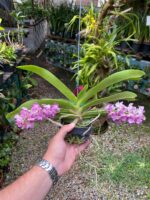 Vanda Rhynchostylis Gigantea ''Rose Pink'' - COM FLOR - PERFUMADA - Imagem 2