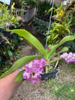 Vanda Rhynchostylis Gigantea ''Rose Pink'' - COM FLOR - PERFUMADA - Imagem 7