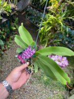 Vanda Rhynchostylis Gigantea ''Rose Pink'' - COM FLOR - PERFUMADA - Imagem 6