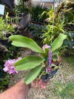 Vanda Rhynchostylis Gigantea ''Rose Pink'' - COM FLOR - PERFUMADA - Imagem 5