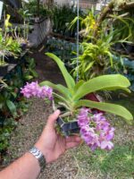 Vanda Rhynchostylis Gigantea ''Rose Pink'' - COM FLOR - PERFUMADA - Imagem 4