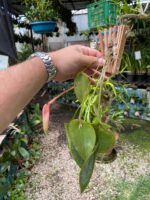 Acianthera Pectinata - COLEÇÃO - Imagem 7