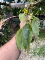 Acianthera Pectinata - COLEÇÃO - Imagem 6