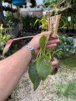 Acianthera Pectinata - COLEÇÃO - Imagem 5