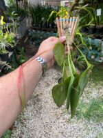 Acianthera Pectinata - COLEÇÃO - Imagem 4