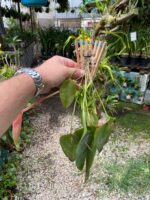 Acianthera Pectinata - COLEÇÃO - Imagem 3