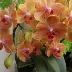 Phalaenopsis Allura Fragrans - PERFUMADA