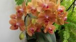 Phalaenopsis Allura Fragrans - PERFUMADA