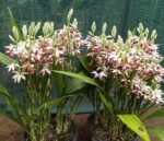 Phaius Tankervilleae ''Capuz de Freira'' - COLEÇÃO