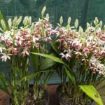Phaius Tankervilleae ''Capuz de Freira'' - COLEÇÃO
