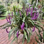 Arpophyllum Giganteum - Orquídea Escova Mamadeira